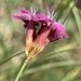Dianthus pontederae - Photo (c) Katrin Simon, some rights reserved (CC BY), uploaded by Katrin Simon