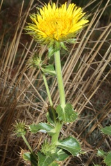 Berkheya radula