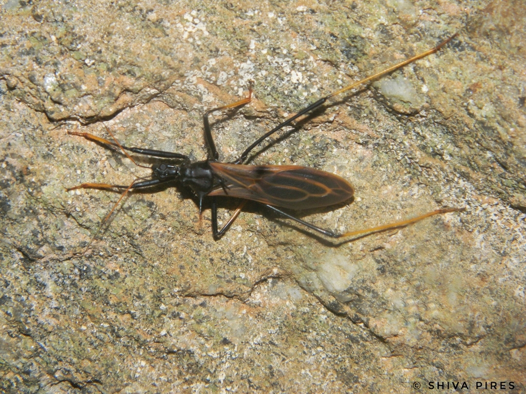 Zelurus ochripennis