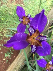 Trimezia coerulea