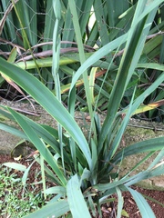 Trimezia coerulea
