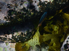 Plectroglyphidodon gascoynei