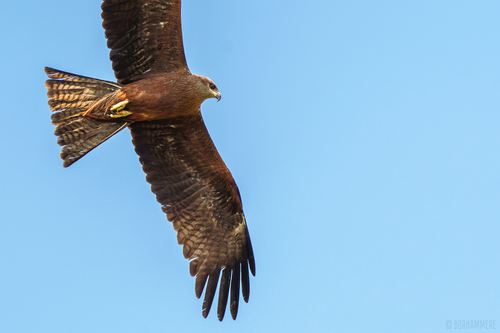 Milano negro (Milvus migrans)