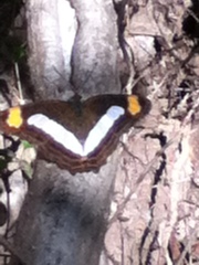 Adelpha iphicleola iphicleola