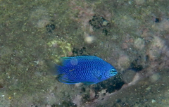 Pomacentrus australis