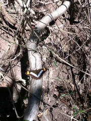 Adelpha iphicleola iphicleola