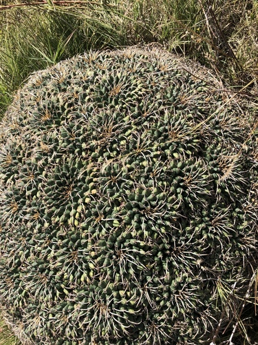 Pincushion Cactus (Mammillaria magnimamma)