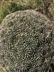 Pincushion Cactus (Mammillaria magnimamma)