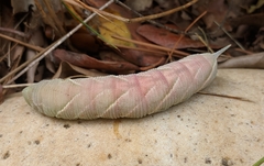 Marumba quercus