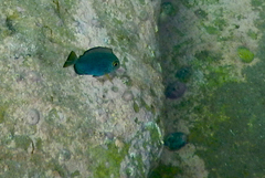 Acanthurus mata
