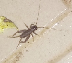 Gryllodes sigillatus