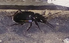 Carabidae