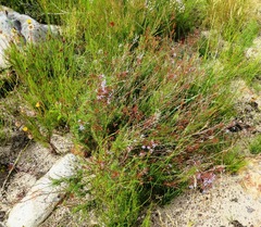 Prismatocarpus diffusus