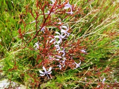 Prismatocarpus diffusus