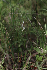 Spiranthes lacera lacera