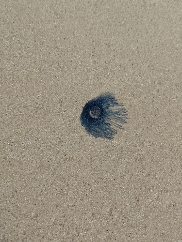 Porpita porpita, 2023-05-29