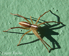 Neoctenus