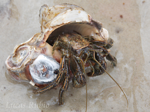 Clibanarius symmetricus