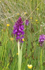 Dactylorhiza umbrosa