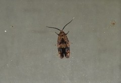 Pycnocera hypoxantha