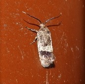 Pycnocera hypoxantha