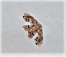 Holocryptis phasianura