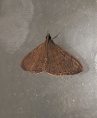 Hyalobathra