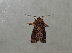 Callopistria rivularis