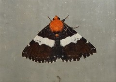 Buzara latizona