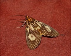Asota plagiata