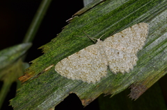 Catoria sublavaria