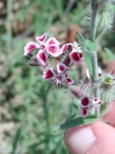 Silene gallica iNat (2)