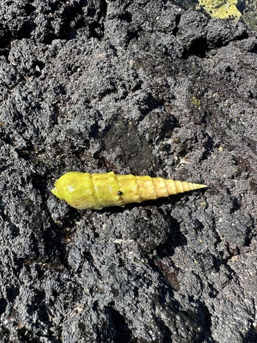 Oxymeris crenulata, 2023-05-29