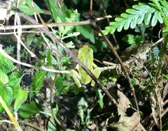 Kurixalus berylliniris