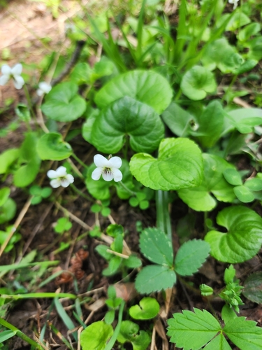 Image of Viola incognita by (c) Norma Malinowski, some rights reserved (CC BY)