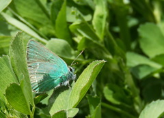 Callophrys