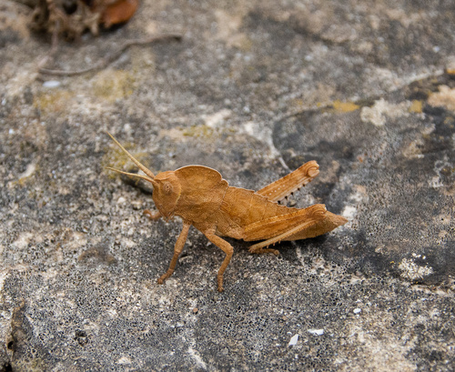 Acinipe tibialis