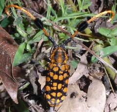 Aristobia approximator