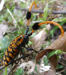 Aristobia approximator