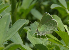 Callophrys