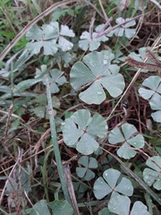 Marsilea macropoda