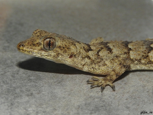 Kotschy's Gecko, photo 10 of 10