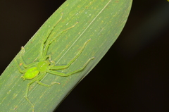 Gnathopalystes taiwanensis