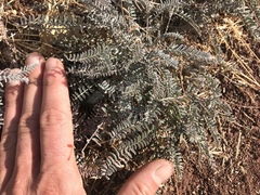 Astragalus trichopodus