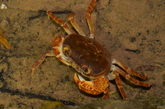 Geothelphusa eucrinodonta