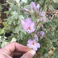 Malacothamnus fasciculatus nuttallii