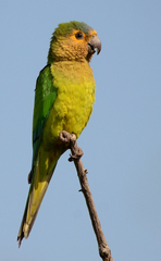 Eupsittula pertinax arubensis