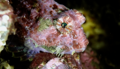 Leister sculpin (Enophrys lucasi) — Cottidae — 3