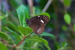 Euploea lewinii