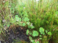 Pelargonium patulum patulum